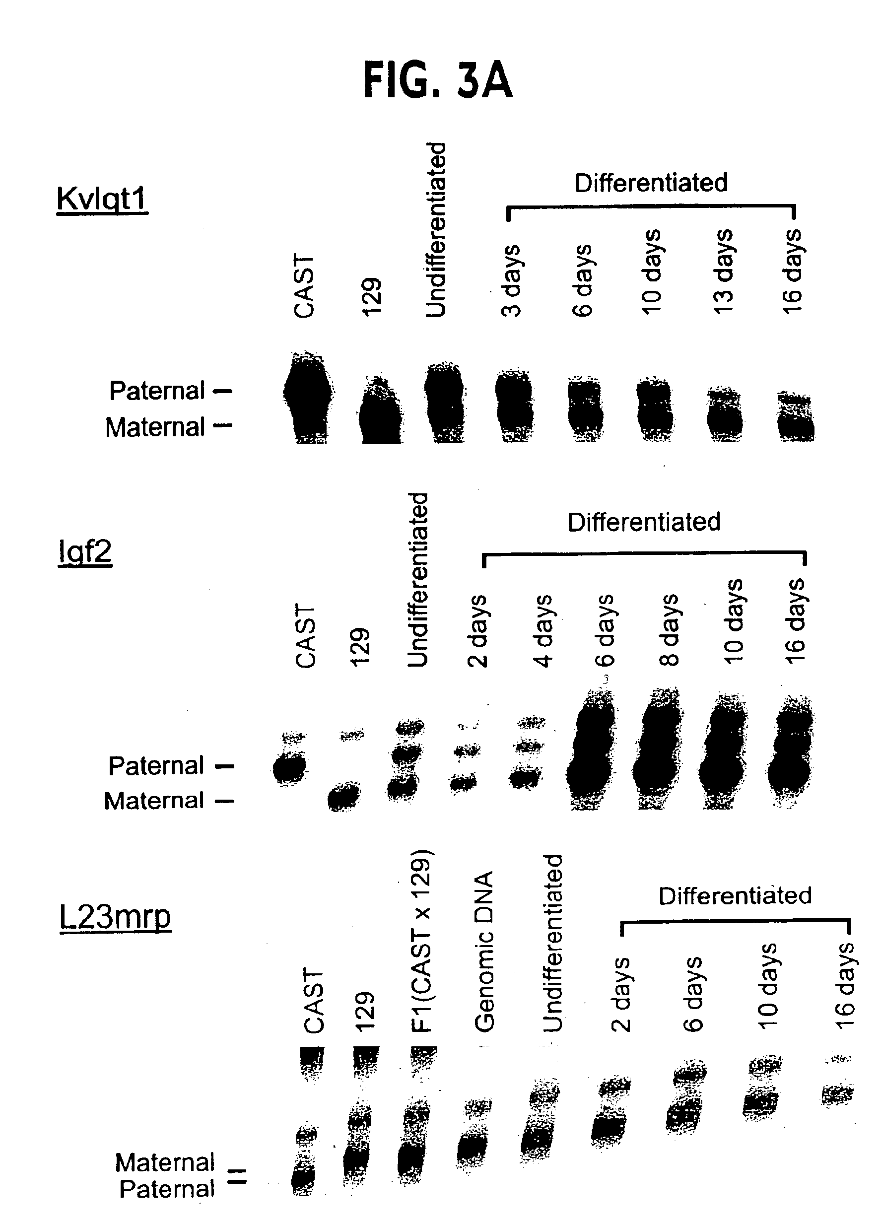 Methods for assaying gene imprinting and methylated CpG islands