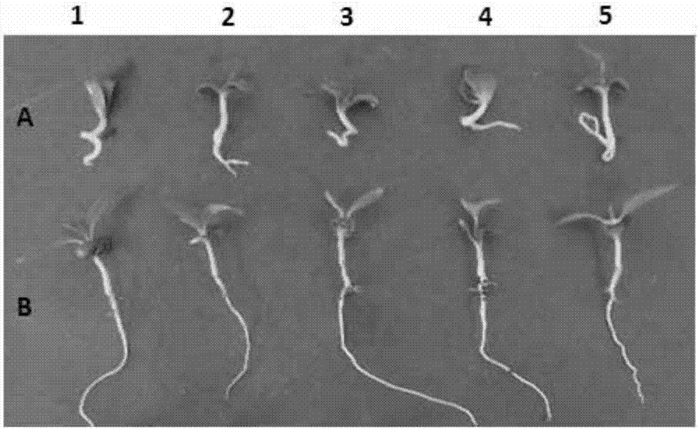 Xinjiang wild apple seed germination-breaking method