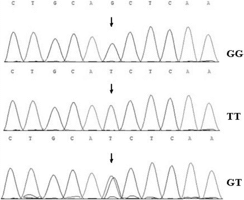 SNP molecular marker related to reproductive characters of Chinese Holstein cow and applications of SNP molecular marker