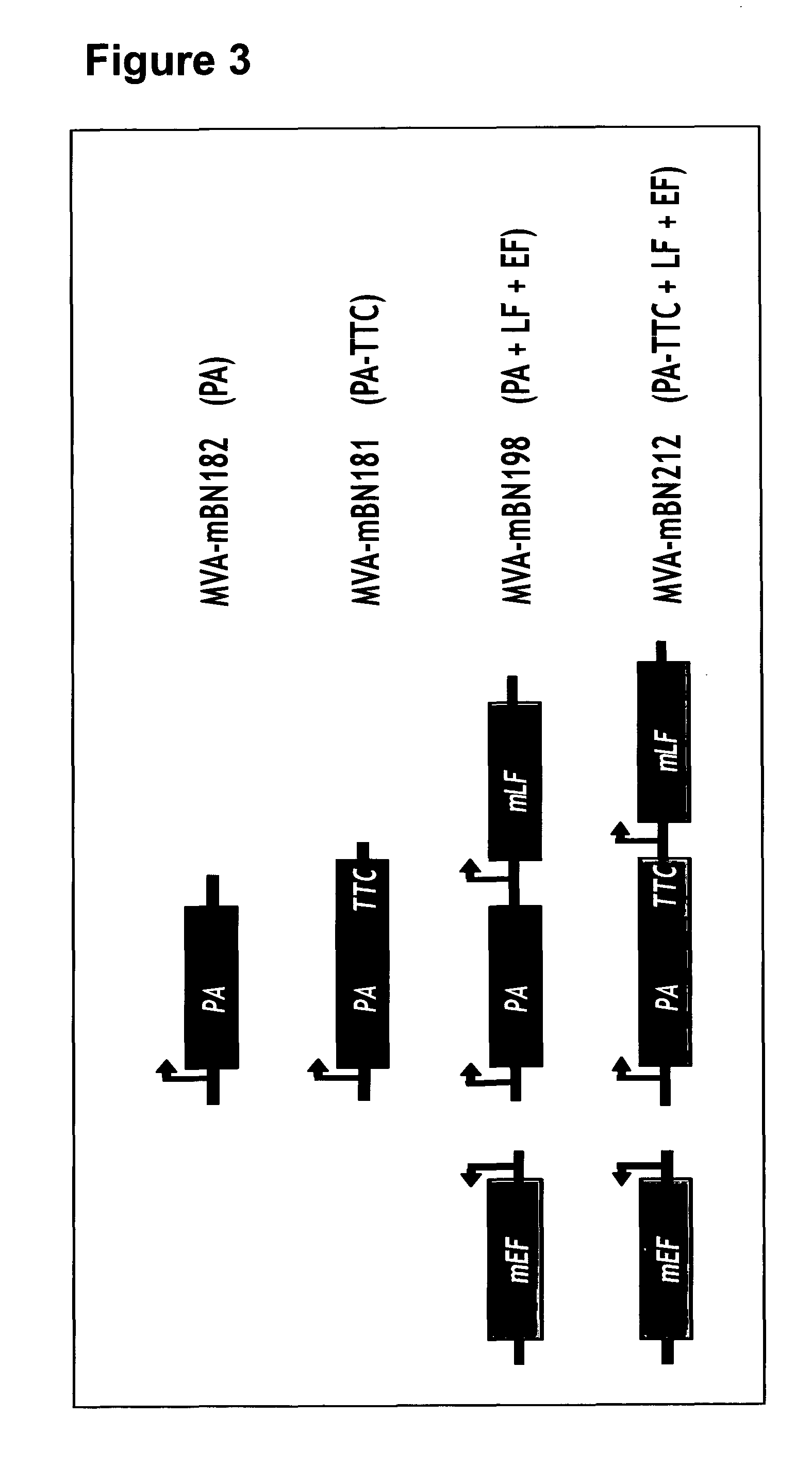 Recombinant poxvirus vector comprising tetanus toxin fragment c