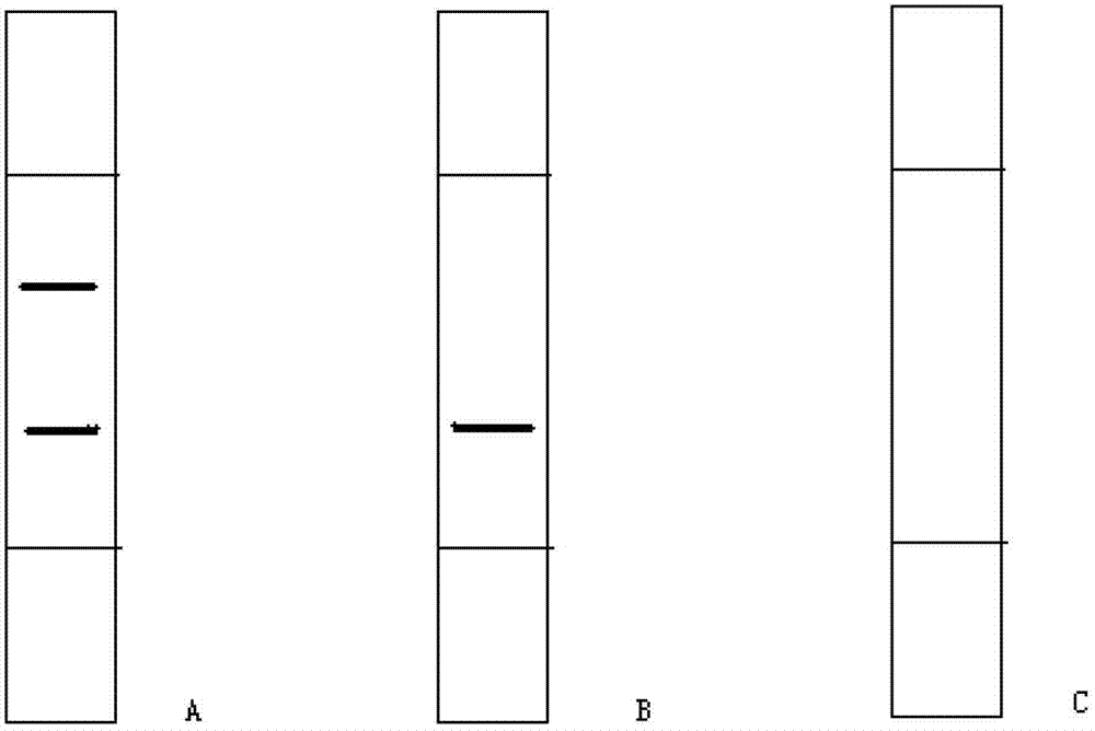 Test strip for quickly detecting porcine circovirus 2 (PCV2) antibody by adopting colloidal gold