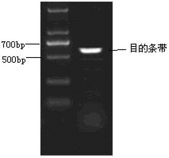 Test strip for quickly detecting porcine circovirus 2 (PCV2) antibody by adopting colloidal gold