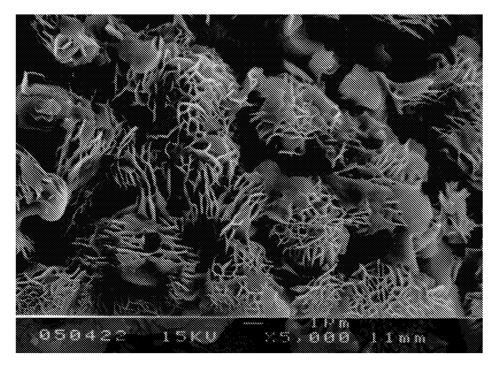 Bio-Degenerable Bone Cement and Manufacturing Method thereof