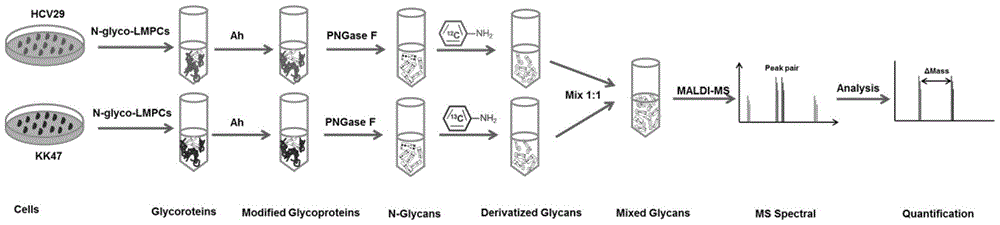 A Method for Relatively Quantitative Analysis of Sugar Chains Labeled at Both Ends