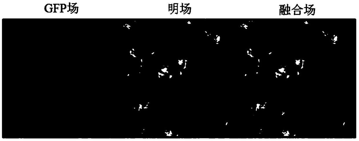 Eggplant chalcone synthase smchs1 protein and its encoding gene