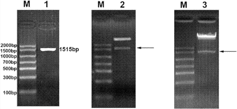 Lotus phytochelatin synthase NnPCS1 and plant expression vector and construction method thereof