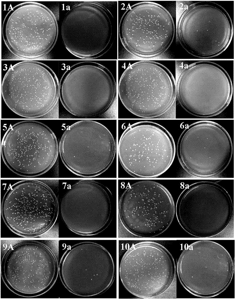 Regenerable antibacterial protective fabric and preparation method thereof