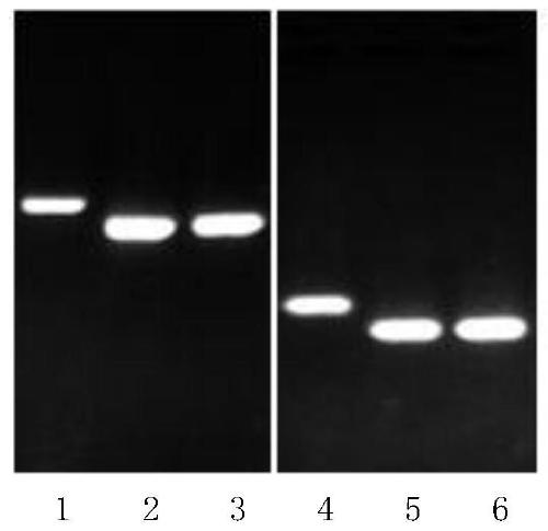 Petal purple spot protein and coding gene thereof