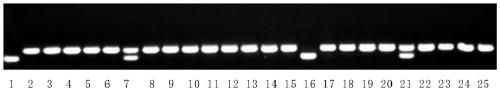 Petal purple spot protein and coding gene thereof