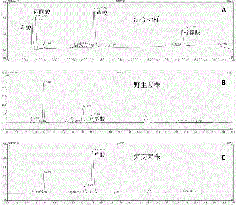 A kind of high oxalic acid-producing fungal recombinant strain and its construction method