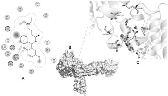 Application of quinacrine in preparation of medicine for treating pulmonary fibrosis