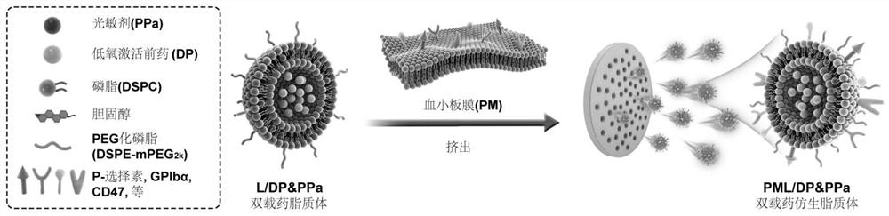 Drug delivery system of combining blood vessel blocking agent and double-drug-loading bionic liposome