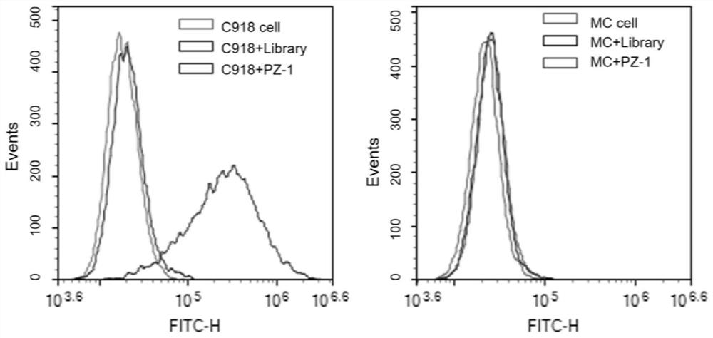 Aptamer PZ-1 targeting human highly invasive choroidal melanoma and application