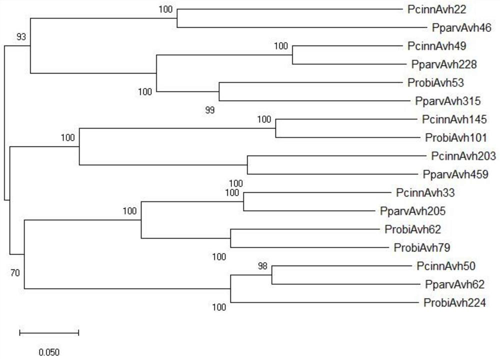 Phytophthora camphora effector protein avh49 and its application