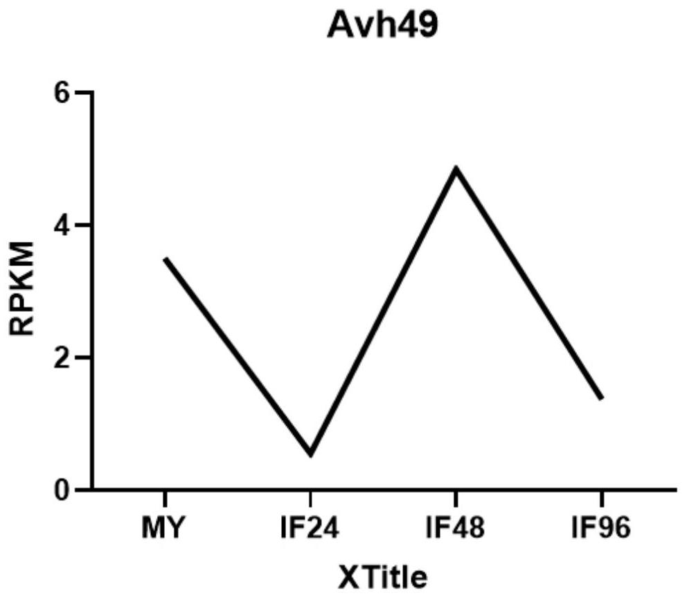 Phytophthora camphora effector protein avh49 and its application