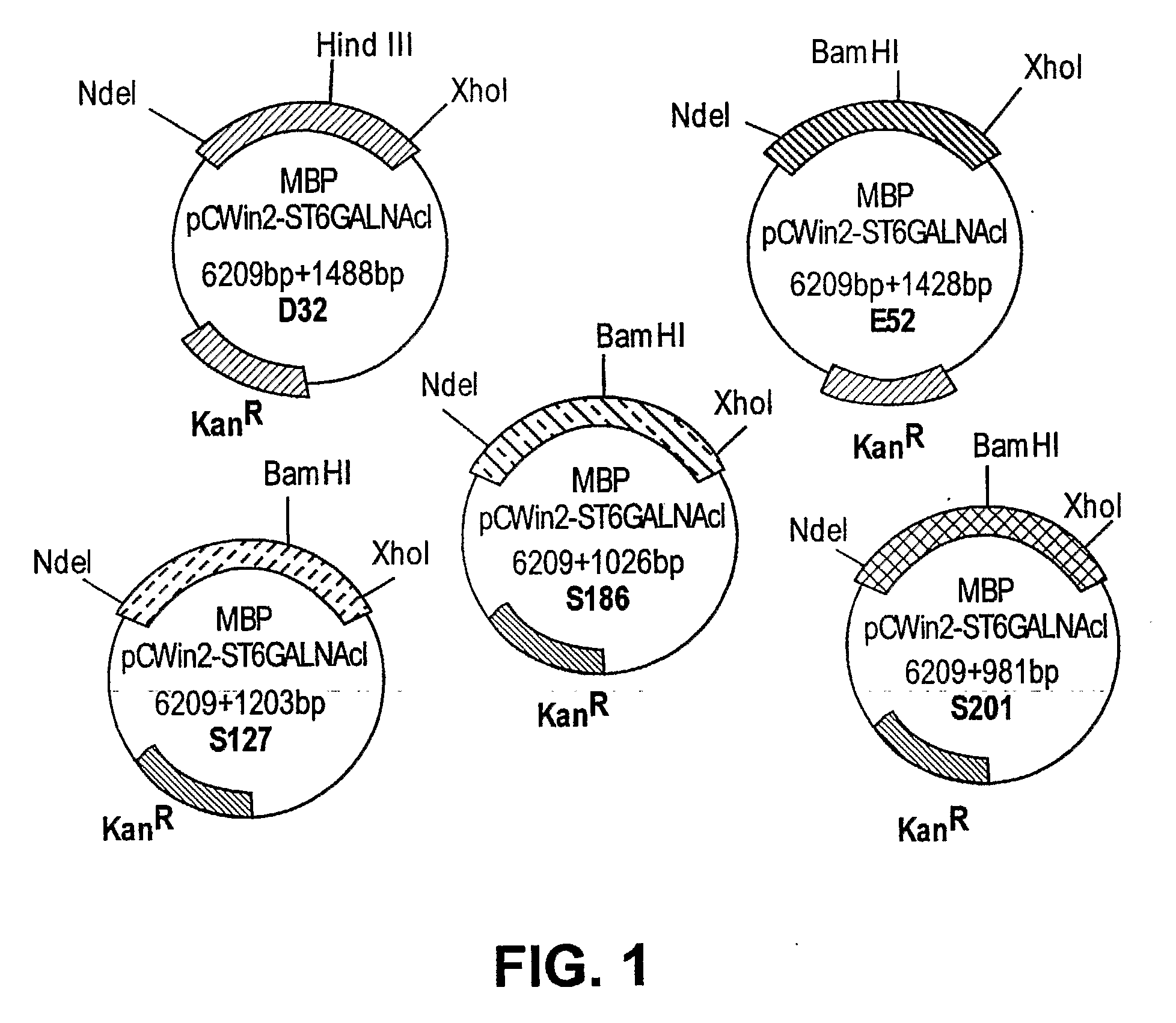 Truncated St6galnaci Polypeptides and Nucleic Acids