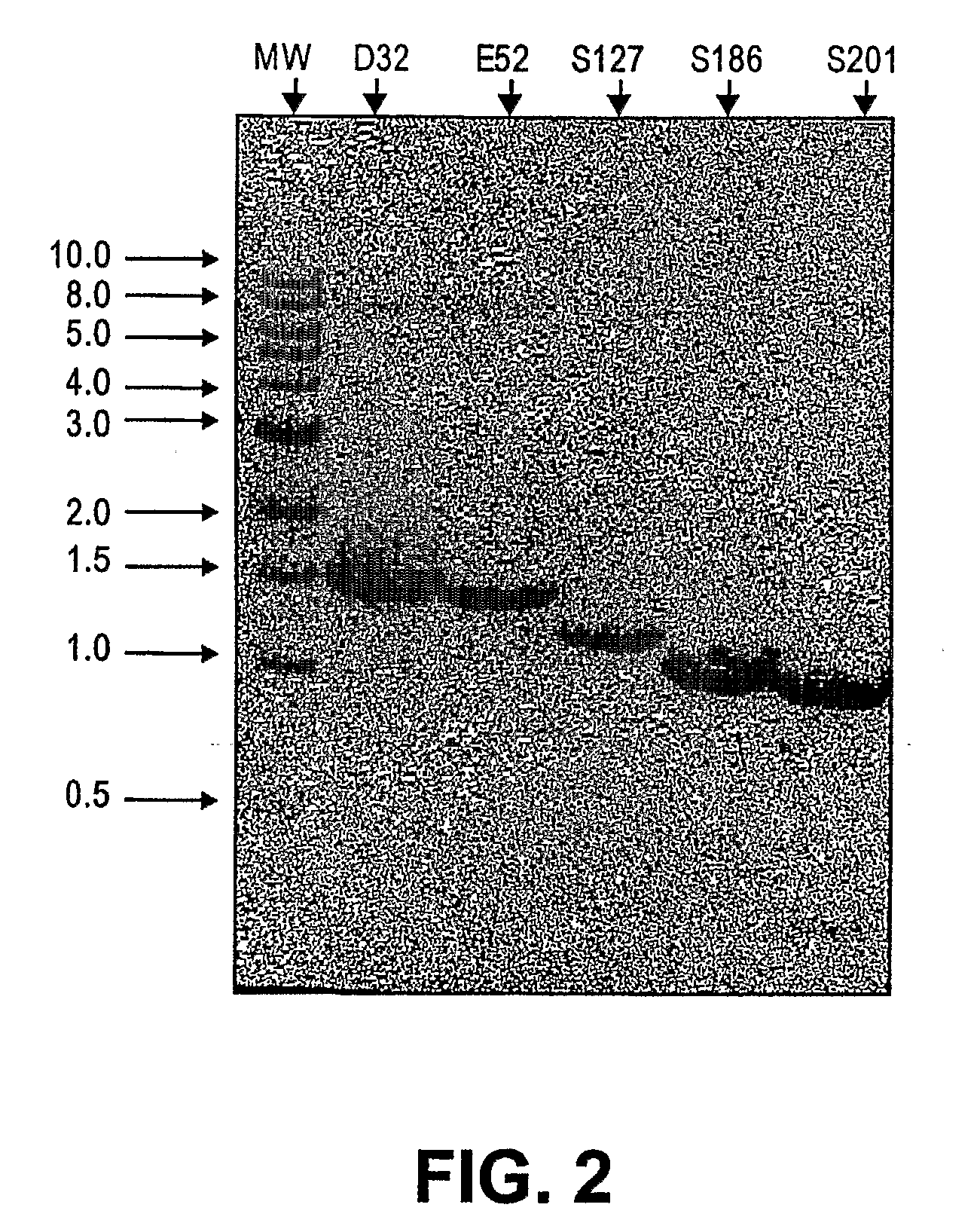 Truncated St6galnaci Polypeptides and Nucleic Acids