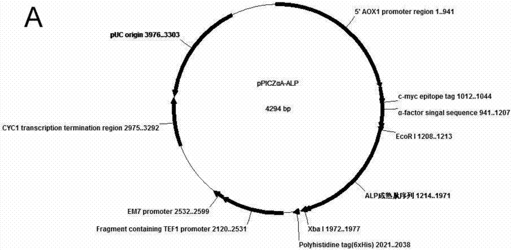 Expression preparation method and application of novel anticoagulant Aedes albopictus salivary gland aegyptin-like protein ALP