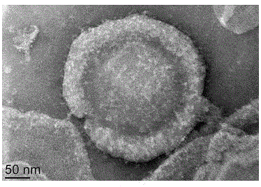 Antibody nanoparticles coated by red cell membranes for antibody drug delivery and preparation method