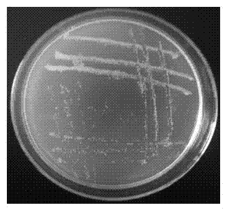 Broad-spectrum antibacterial bacillus amyloliquefaciens strain and application thereof