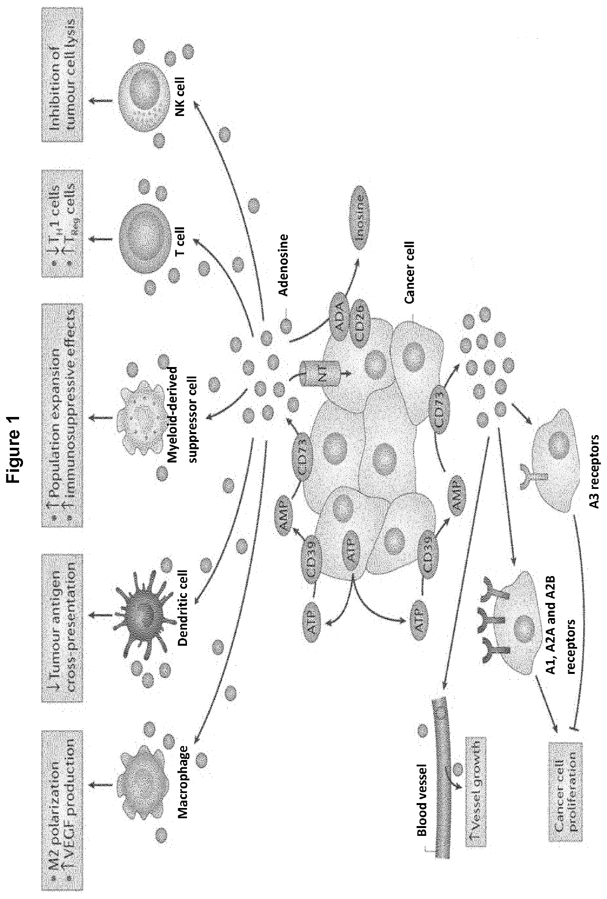 Novel cd73 antibody, preparation and uses thereof