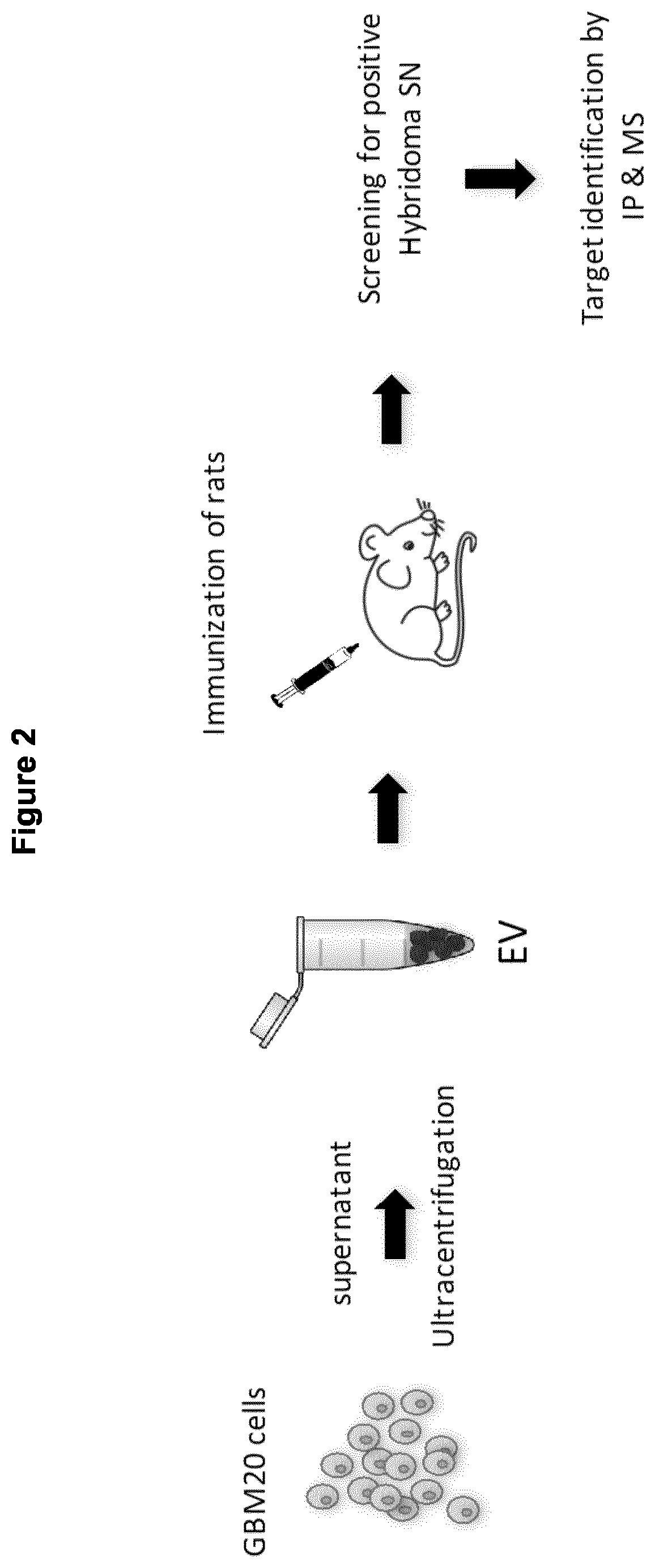 Novel cd73 antibody, preparation and uses thereof