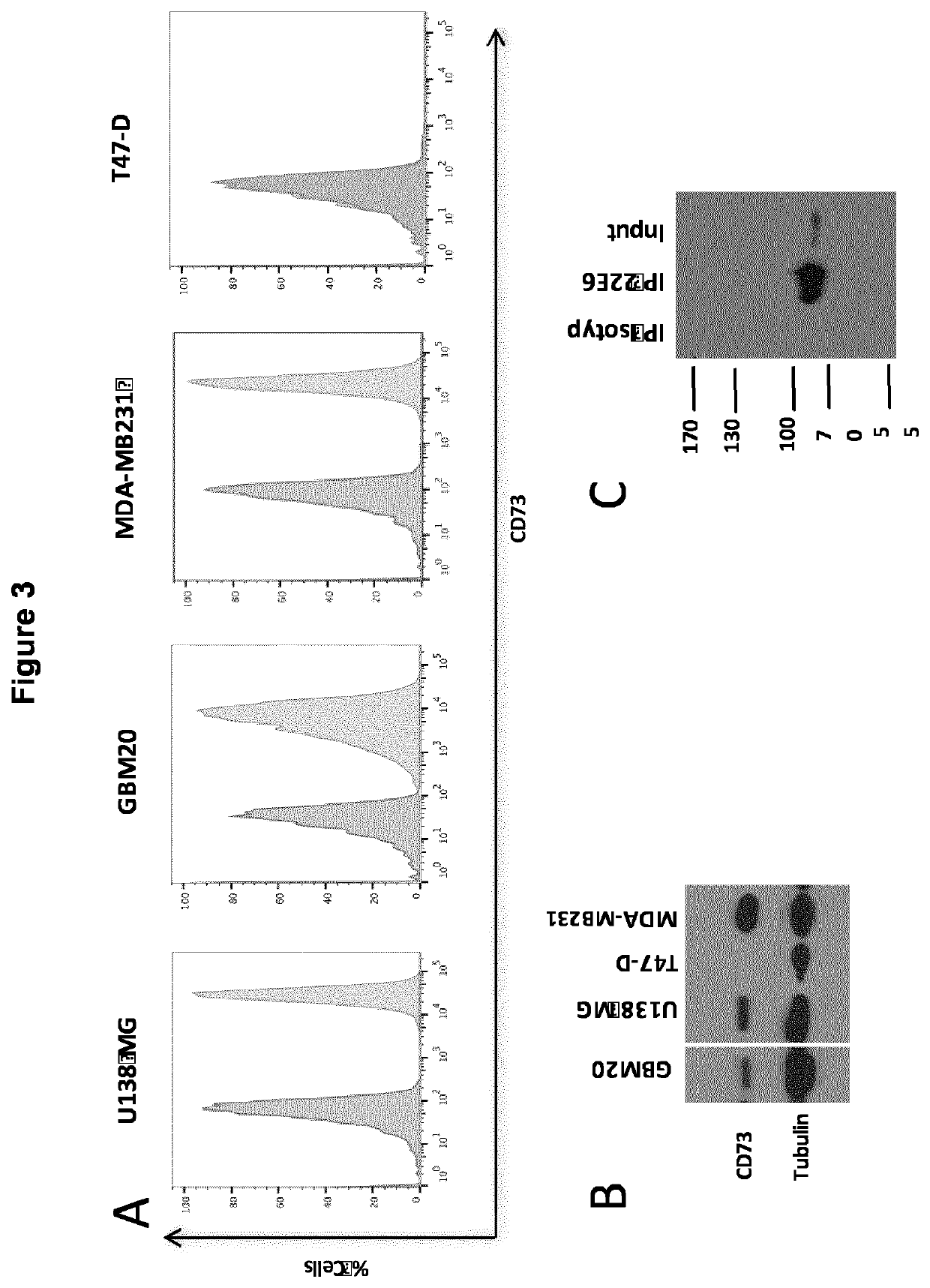 Novel cd73 antibody, preparation and uses thereof