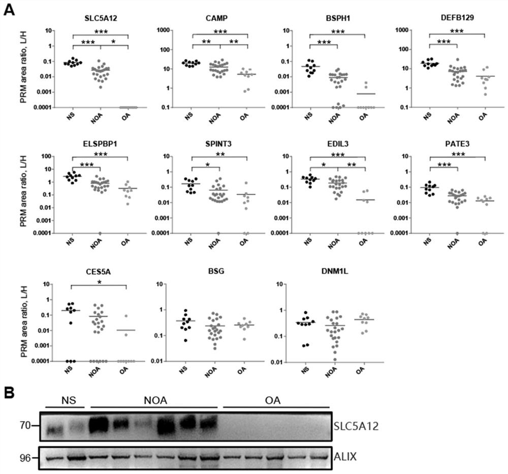 Application of seminal plasma extracellular vesicle SLC5A12 protein