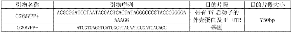 RNA probe for specific detection of cucumber green mottle mosaic virus and preparation method of RNA probe