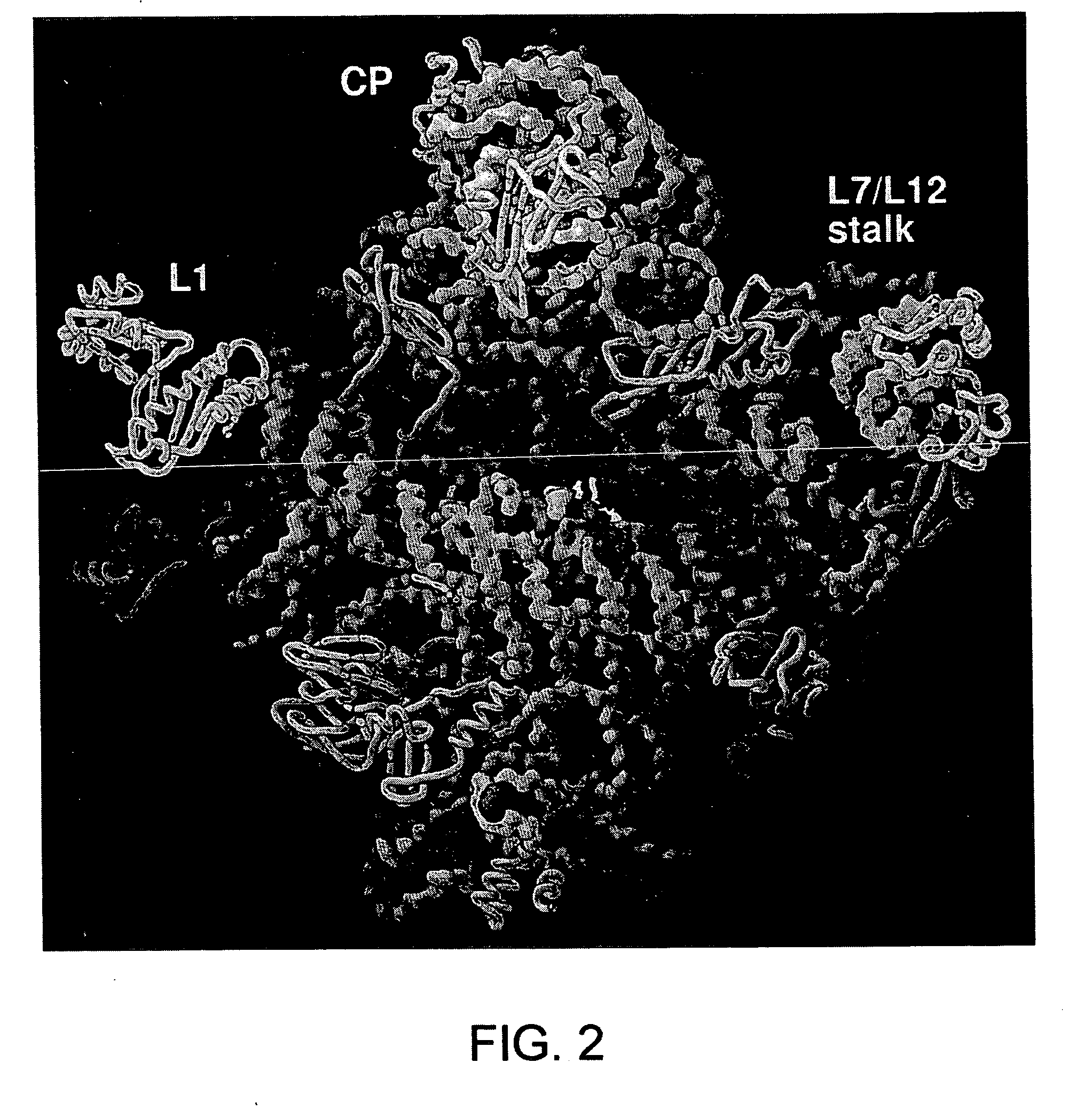 Ribosome structure and protein synthesis inhibitors