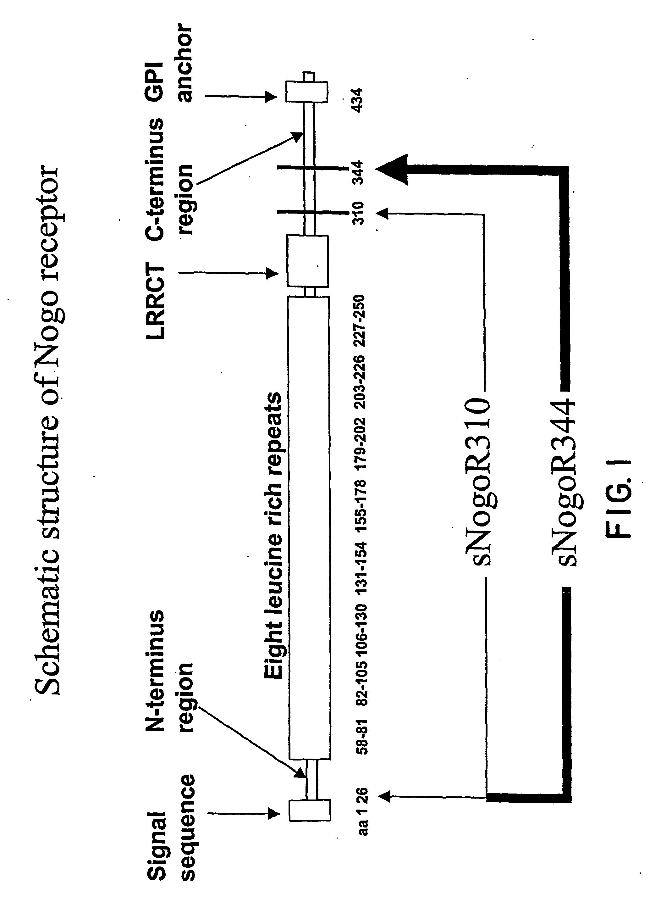 Nogo Receptor Antagonists