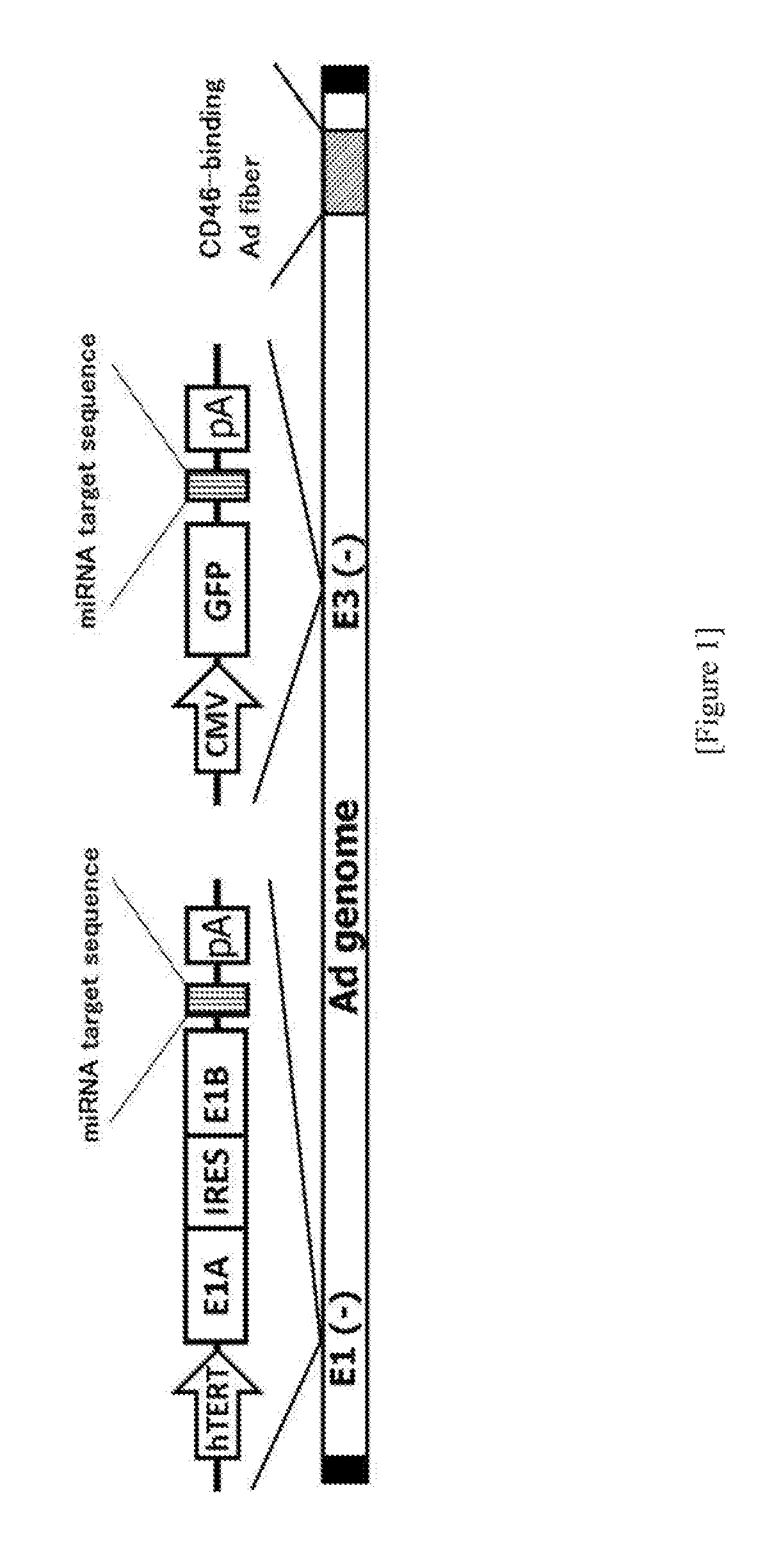 Conditionally replicating adenovirus