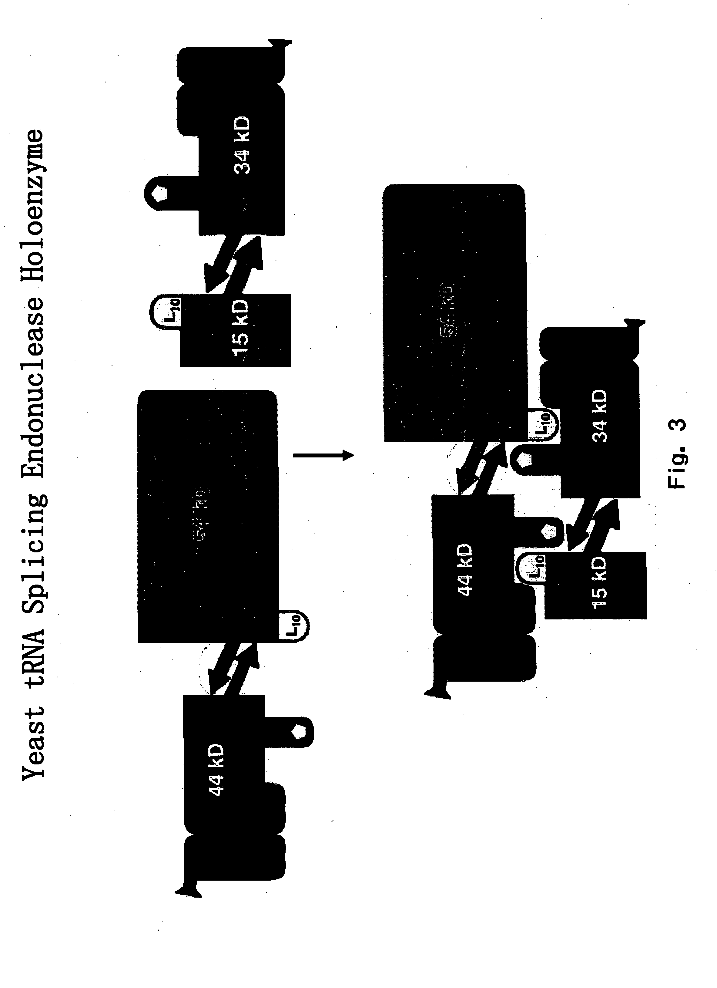 RNA processing protein complexes and uses thereof