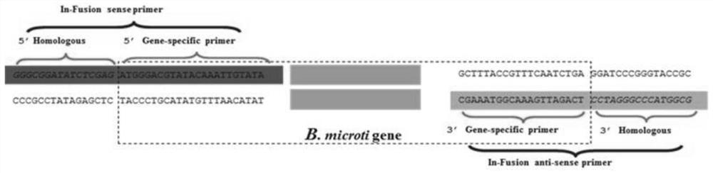 Babesia voles 2d97 antigen protein and its application