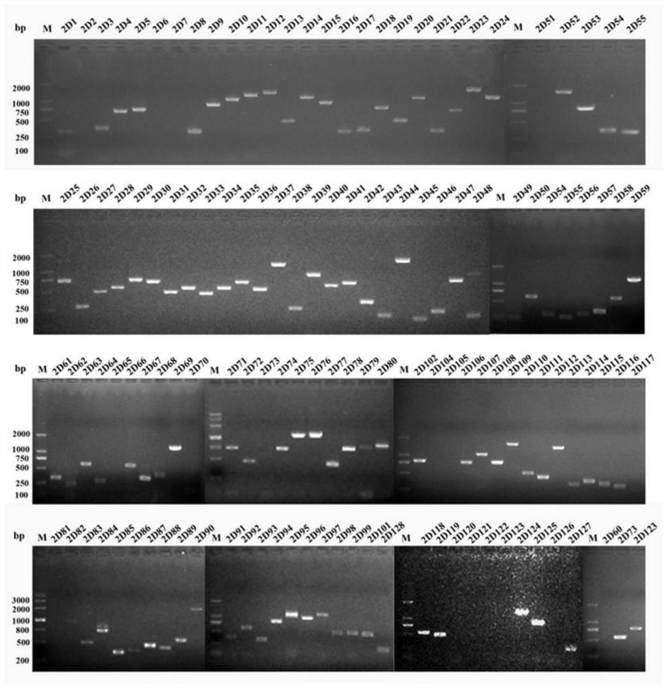 Babesia voles 2d97 antigen protein and its application