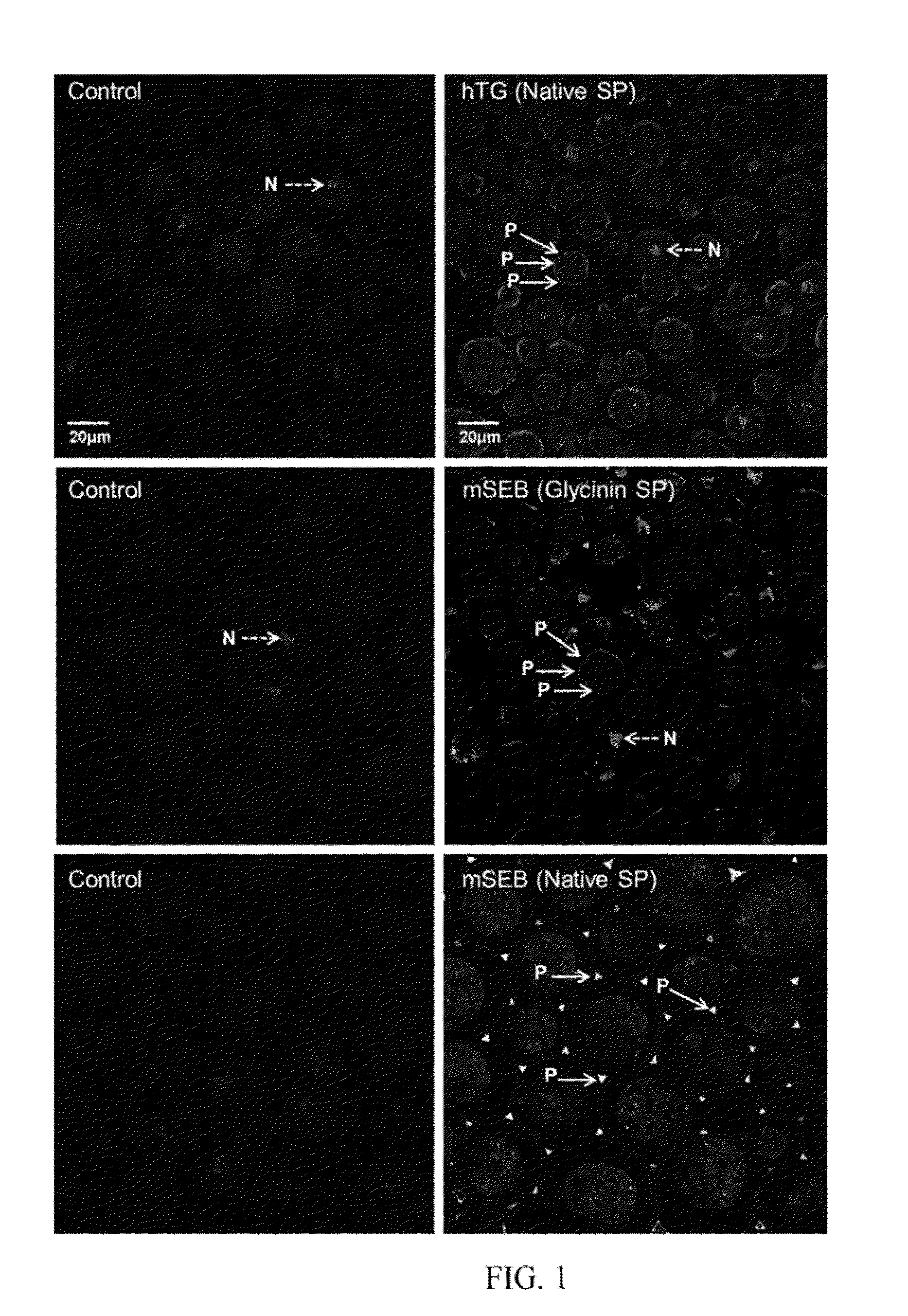 Enzymes Manufactured in Transgenic Soybean for Plant Biomass Engineering and Organopollutant Bioremediation