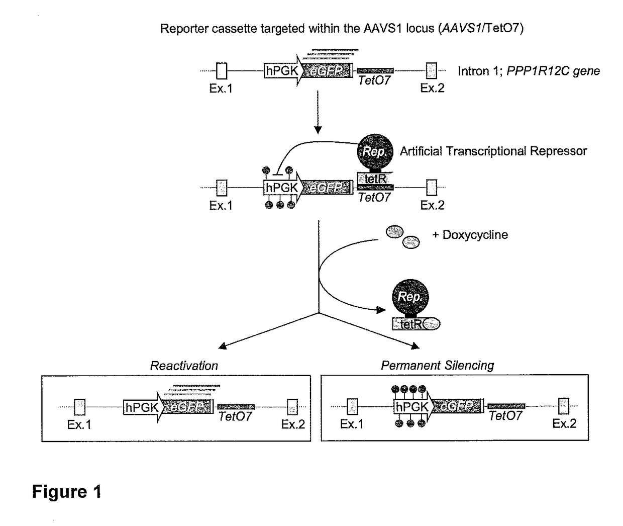 Permanent Epigenetic Gene Silencing