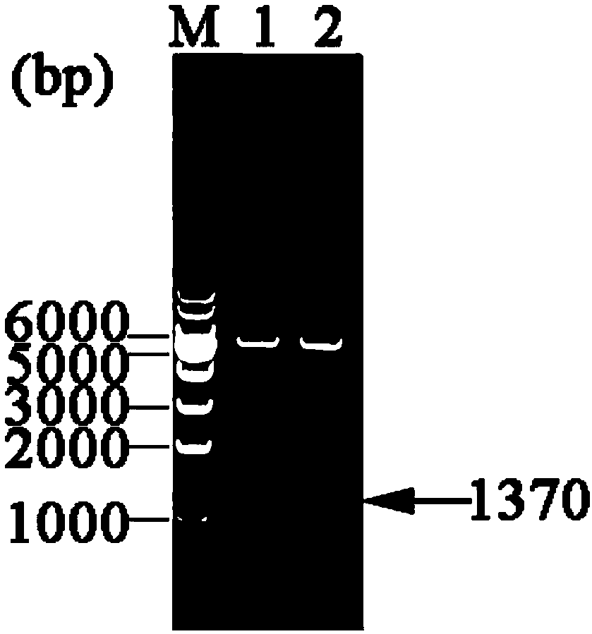 Trigenic coexpression vector for synthesizing DL-alanine and application