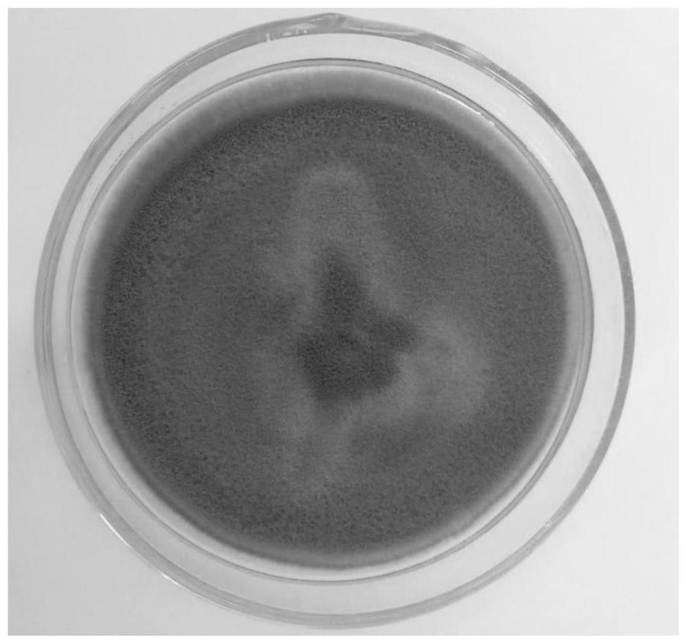 Fungus capable of increasing the content of notoginseng saponins and its application