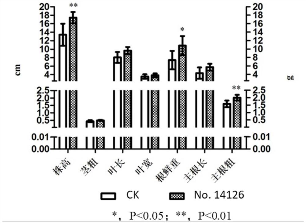 Fungus capable of increasing the content of notoginseng saponins and its application