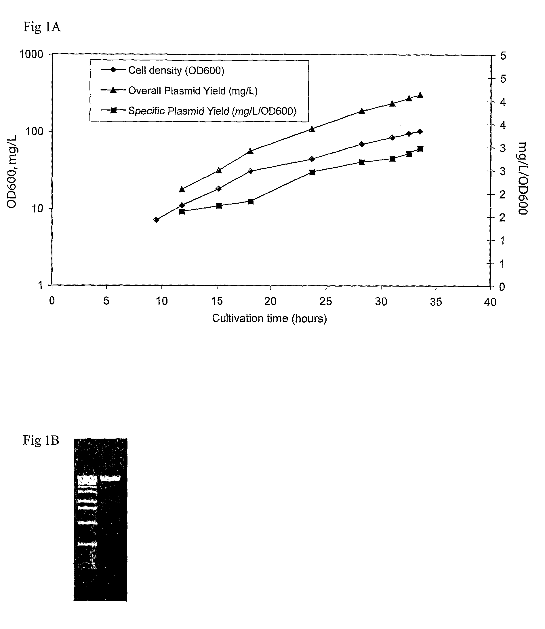 Process for Plasmid Dna Fermentation