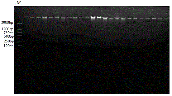 SNP marking detection associated with growth trait of haliotis diversicolor and its application