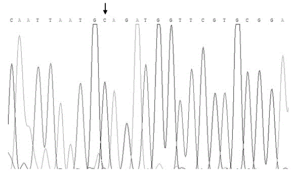 SNP marking detection associated with growth trait of haliotis diversicolor and its application