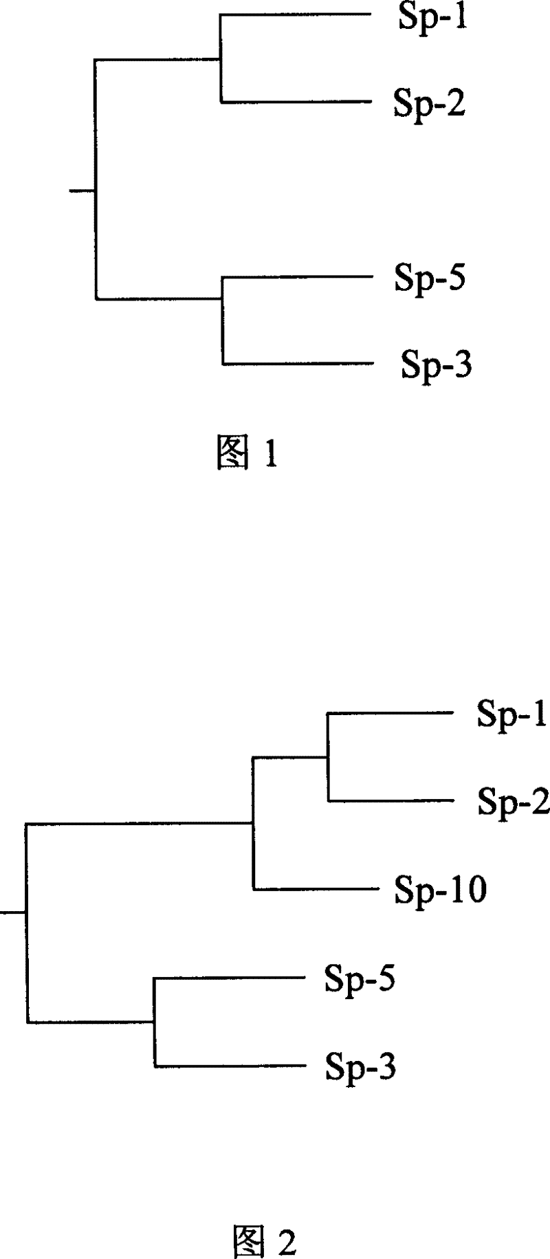 Method of discriminating good and bad production of spirurina strain