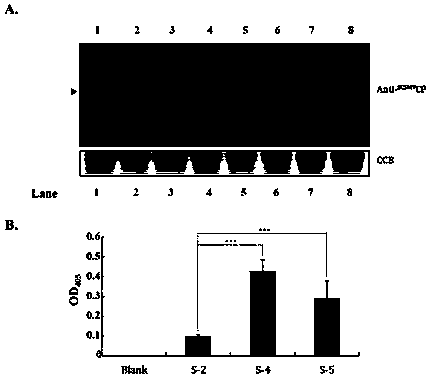 Sugarcane streak mosaic virus double-antibody sandwich enzyme-linked immunosorbent assay kit as well as preparation method and detection method of kit