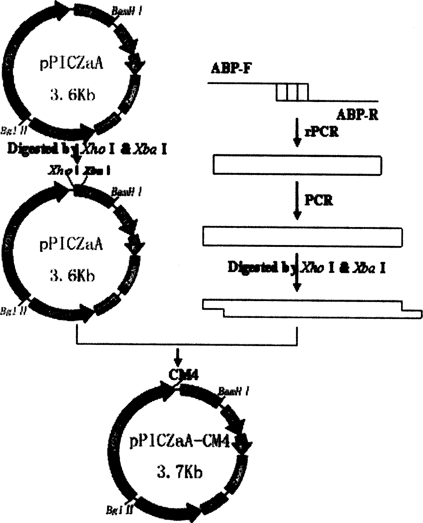 High efficiency production method for recombinant silkworm antibacterial peptide CM4