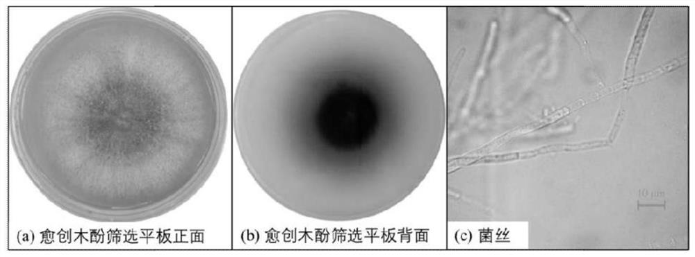 Laccase-producing Coriolopsis gallica NCULAC F1 and method for preparing high-activity laccase liquid