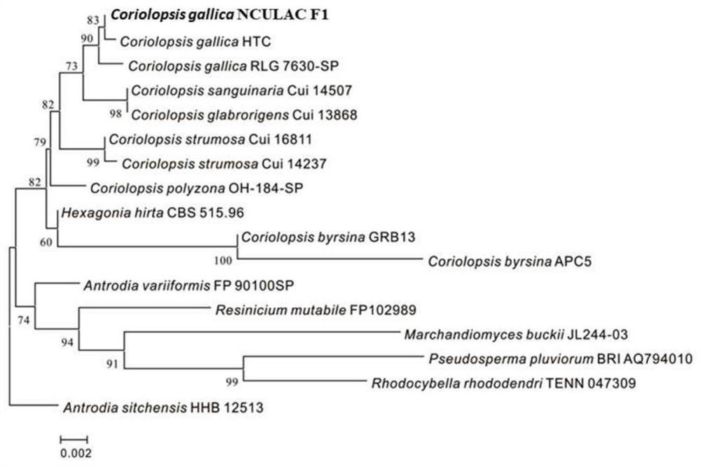 Laccase-producing Coriolopsis gallica NCULAC F1 and method for preparing high-activity laccase liquid