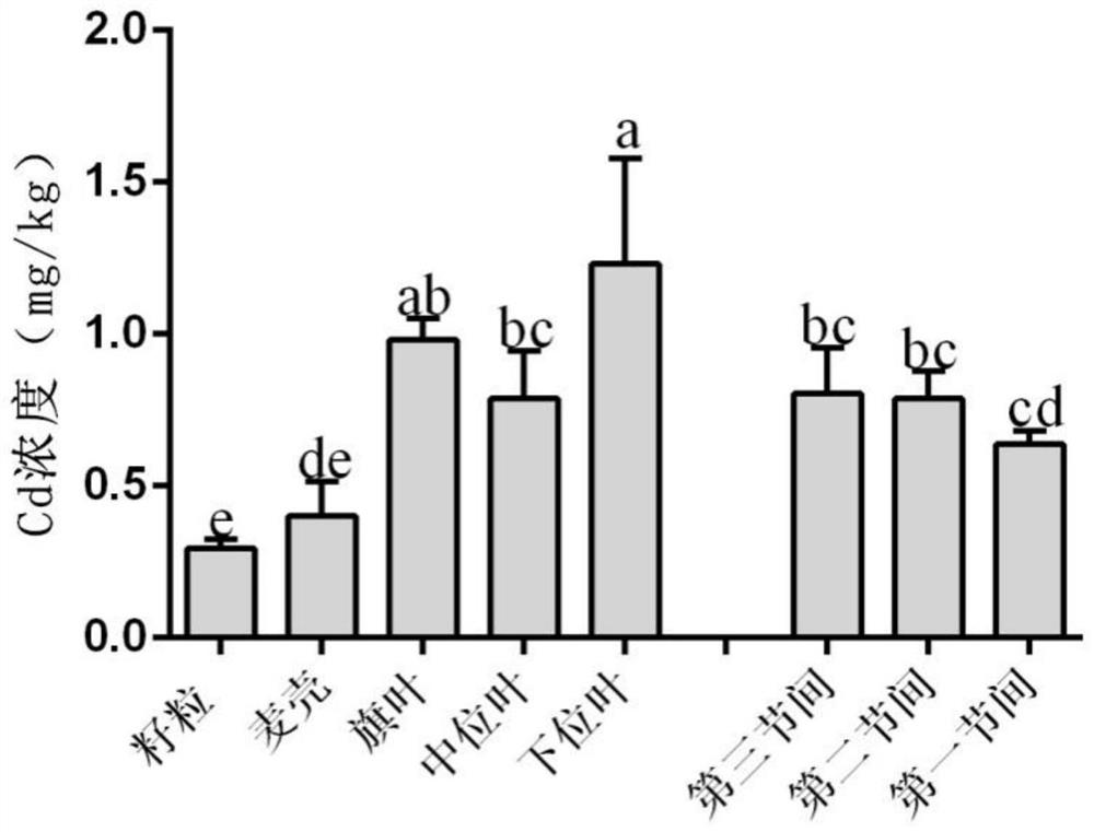 A foliar barrier agent for inhibiting the absorption and transport of heavy metal cadmium by wheat grains and its use, research methods and applications