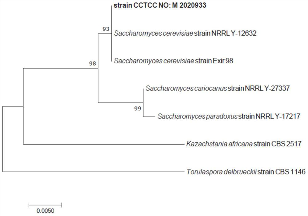 Saccharomyces cerevisiae LJ-2 and application thereof